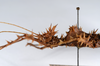 CollectionObject 1562170; ad035006-6f6d-4336-a46d-be63c0202544: copyright ANSP. female: head & thorax, lateral view (holotype). (CollectionObject).