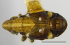 Habitus, dorsal view on Papagona papoosa Ball, 1935: (Observation).