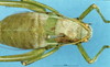 CollectionObject 1507129; 6f48a83f-e141-4055-9877-00fa2d7f5d69: female, dorsal view. (CollectionObject).