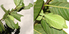 CollectionObject 1591405; 30d2ddab-368d-4c6f-b3ee-99181c9791ae: copyright Jérôme Constant. female paratype, Cat Tien N.P., Vietnam, 2012: A branch the female was found on, note the leaves which show signs of the damage which led to her discovery. (CollectionObject).;CollectionObject 1591406; 31fff75e-ea5f-42d4-ade7-cc1c9c47703c: copyright Jérôme Constant. female paratype, Cat Tien N.P., Vietnam, 2012: A branch the female was found on, note the leaves which show signs of the damage which led to her discovery. (CollectionObject).