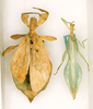 CollectionObject 1561219; 277ab296-9d2e-427b-bd19-ab49eae2d5d9: copyright ANSP. female (holotype) and male (paratype). (CollectionObject).