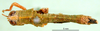 CollectionObject 1502331; 5f82bbe9-3ade-4cc2-97a9-226be95ca605, DORSA BA000337S01: female, dorsal view (lectoallotype). (CollectionObject).