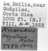 CollectionObject 1524865; 4003504b-c814-44e8-9574-2fa34cf485a1: labels (holotype of Nicarchus enyalius). (CollectionObject).