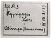 CollectionObject 1506898; 1f2c2497-46a8-48a9-b0c3-8a94adfd83a8: Image C.S. Carbonell. label (holotype). (CollectionObject).