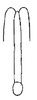 Aedeagus, posterior view on Carapona estabana (DeLong & Freytag, 1975): Male: aedeagus, posterior view. (Observation).