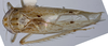 Habitus, dorsal view: !! display not done !! on New species E: Loeia Duan, 2017: (Observation).