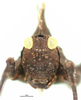 CollectionObject 1567902; 54813aa2-f50d-4f8d-b7da-77fc98a60862: female, frontal view (paratype). (CollectionObject).