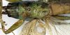 CollectionObject 1504073; cfb8482b-2e5c-4864-8b3a-2abe4da27d5d: male pronotum, dorsal view (holotype). (CollectionObject).