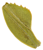 CollectionObject 1586507; 395f2f92-6b01-41f8-bad0-66a7164500f9: copyright Frank Hennemann. female: profemur dorsal view (paratype). (CollectionObject).