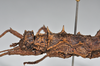 CollectionObject 1558289; NHMUK(SF IMPORT DUPLICATE) BMNH(E)845354, e1c4632b-fddb-4395-82e7-489e6398b8c9: copyright Natural History Museum, London. female: head and thorax, lateral view (holotype). (CollectionObject).