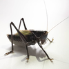 CollectionObject 1584853; 0ac38973-a848-4203-a037-8eb0fa95a197: male. (CollectionObject).