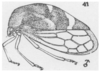 Habitus, lateral view on Cyrtolobus ovatus Van Duzee, 1908: (Observation).