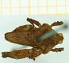 CollectionObject 1585788; be08970f-d324-4d1b-90f0-4c61311952f7: male, dorsal view (paralectotype). (CollectionObject).