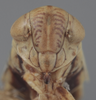 Head on Athysanella (Gladionura) clavata Ball & Beamer, 1940: Head. (Observation).