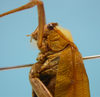 CollectionObject 1542900; 9c39efe7-3924-41d5-a4ff-1600852b020b: male pronotum, lateral view. (CollectionObject).