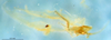 CollectionObject 1505365; a316b970-1b47-4889-b311-9c832ebd8015: phallic complex (holotype). (CollectionObject).