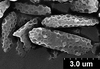 Brochosomes on Cuerna arida Oman & Beamer, 1944: CR171 | U.S.A., Arizona, Cochise Co. | 7/29/1927 | KSEM. (Observation).