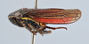 Habitus, lateral view: (Observation).