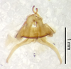 CollectionObject 1523743; 852b2548-7b18-4b91-b12b-5f20cb826618: male genitalia, dorsal view (holotype). (CollectionObject).