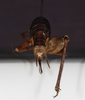 CollectionObject 1583555; 821d8da8-debd-4a84-b2a6-d1154c75b8de: female, caudal view (paratype). (CollectionObject).