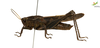 Male. Lateral view Depicts CollectionObject 1849355; 5d39cae4-ebd5-4e28-aaf8-d4db1469e5a7, Unioeste Cascavel K-0561, a CollectionObject.