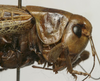 CollectionObject 1566371; eca92889-c694-45c6-8016-9b66589b8fbc: female pronotum, lateral view (paratype). (CollectionObject).