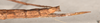 CollectionObject 1558938; 6105b0e8-f12f-4716-b106-0999b90f2af6: copyright OUMNH. female: end of abdomen, lateral view of Necroscia styligera (holotype). (CollectionObject).
