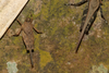 CollectionObject 1599705; 477ed115-6937-42a7-8920-1ae14762bccc: male (paratype). (CollectionObject).