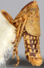 Habitus, lateral view on Achaetica anabasidis Emeljanov, 1959: holotype. (Observation).
