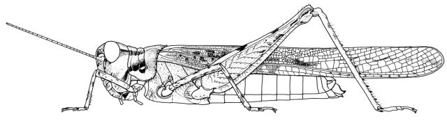 Page 211, Figure 1. female habitus. Depicts Acrotylus patruelis (Herrich-Schäffer, 1838), an Otu.