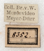 CollectionObject 1566636; NMW 8352, c8bb9cd7-ff42-4885-abe0-2ce1ec79ab45: labels. (CollectionObject).