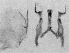 Other: !! display not done !! on Eratoneura dira (Beamer, 1931): Pygofer lobe, aedeagus, connective, and styli. (Observation).