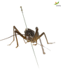 CollectionObject 1849154; Unioeste Cascavel SAOP-347, 1df8f9c5-60e4-4f69-a2be-c25ed36e30be: Male. Frontal view. (CollectionObject).