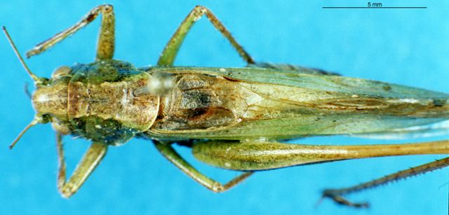 Orthoptera Species File - Bicolorana bicolor bicolor (Philippi, 1830)