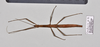 CollectionObject 1597627; fdd90b74-2b40-4d43-9706-b154a0375605: copyright QM. female, dorsal view (holotype). (CollectionObject).
