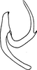 Aedeagus, lateral view on Anatkina illustris (Distant, 1908): Aedeagus, lateral view. (Observation).