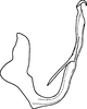 Aedeagus (E. bisetosa Dwor.), lateral view Depicts Aedeagus, lateral view, an Observation.;Aedeagus (E. bisetosa Dwor.), lateral view Depicts Aedeagus, lateral view, an Observation.