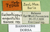 CollectionObject 1501468; 46b9f37a-9182-4ba1-bad4-c1f59cbb074f, DORSA BA000632S01: labels (holotype). (CollectionObject).