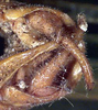 CollectionObject 1517372; a54f2edc-9111-400b-801b-d11788ecc413: male cerci (syntype). (CollectionObject).;CollectionObject 1517373; e6372d18-aaf7-4b62-acfa-cd7cb831531e: male cerci (syntype). (CollectionObject).