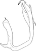 Aedeagus, lateral view on Agnesiella (Draberiella) quinquemaculata (Distant, 1918): Aedeagus, lateral view. (Observation).