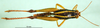 CollectionObject 1542437; 49be18e8-622d-4ea4-bc2e-ded9b3d08a92: female, dorsal view (paratype of Paracoptacra sjöstedti). (CollectionObject).