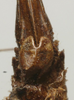 CollectionObject 1535946; 2747b89e-ab81-4039-a546-ed68069faddd: female subgenital plate (syntype). (CollectionObject).
