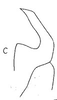 Stylus: !! display not done !! on Paratanus inermis Linnavuori, 1959: Stylus. (Observation).