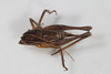 CollectionObject 2376971; 40ae0fbc-a9a1-412d-9ba3-14d71215e6f1: Female, dorsal view (syntype). (CollectionObject).
