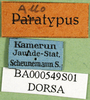 CollectionObject 1501278; ee9ed228-cc2b-4d64-9455-712217381366: labels (syntype of Serpusia deminuta). (CollectionObject).
