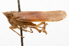 Habitus, lateral view: (Observation).