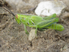 Hesperotettix viridis viridis (Thomas, 1872): nymph (about 9 miles north of Bridgeport, Nebraska, 26 June 2020). (Otu).
