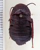 CollectionObject 1587123; ANSP(SF IMPORT DUPLICATE) Type No. 5164, 97a8a5b0-d32e-4e73-8c1e-eaeb661f5fab: Photo taken by Heidi Hopkins. Dorsal habitus of Deropeltis gaboonica, ANSP Type No. 5164. (CollectionObject).