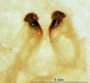 male titillators (holotype). Depicts CollectionObject 1505288; 014ef02d-a1f9-425e-a857-da7c50d75d19, a CollectionObject.