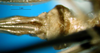 CollectionObject 1500362; d28f39ca-4588-4893-805b-8e3613cc81c0, DORSA BTgonoccHTF: female subgenital plate (holotype). (CollectionObject).